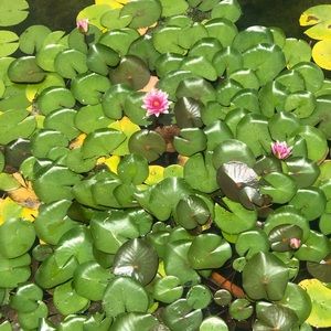 Meet your Posher, Dina